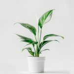 product 03